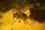 Three Fossil Flies (Diptera) and a Spider (Araneae) In Baltic Amber #135067-1